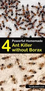 Buy ant trap and get the best deals at the lowest prices on ebay! 4 Powerful Homemade Ant Killer Without Borax