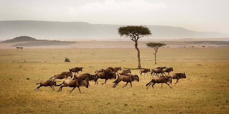7 Days Serengeti & Ngorongoro Safari Gallery