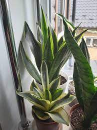 Pin By Olga Vizniuk On Moyi Sanseviyeriyi Planting Succulents Plants Container Gardening
