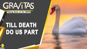 Part of the original no wave scene in the early 1980's, the new york city rock band swans has. Gravitas A Story Of 2 Swans Swan Mourning Germany Trains Delayed Youtube