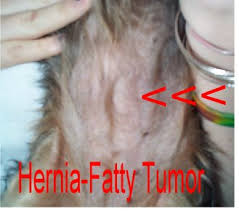 Dogs have an incredibly sensitive sense of smell. Be Aware Of Canine Tumor Or Dogs With Cancer Benign Tumor Can Be A Sign Of Canc