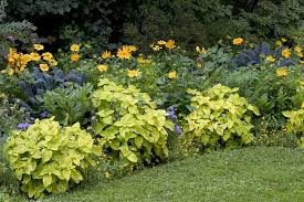 Mesophytic Plant Info Learn About Mesophyte Environments