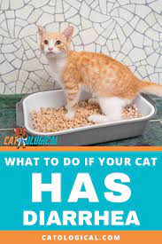 Tips On What To Do If Your Cat Has Diarrhea First You Need To Find Out Why Your Kitty Might Have An Upset Tummy Then Cat Care Cat Diarrhea Cat Having