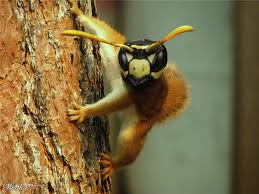 Bee Squirrel Photoshop Photoshop Design Squirrel