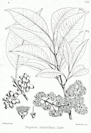 Image result for Syzygium cumini