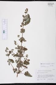 Image result for Mesosphaerum suaveolens