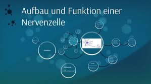 Zu beginn steht die aufnahme eines reizes im vordergrund. Aufbau Und Funktion Einer Nervenzelle By