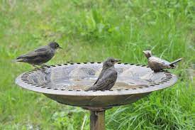Bedingt durch die handwerkliche fertigung, ist jede dieser vogeltränken einzigartig. Vogeltranke Wichtige Tipps Fur Garten Und Balkon Mein Schoner Garten
