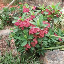 Tacitus bellus aka graptopetalum bellum is a small growing succulent with hot pink flowers that come out in spring/ summer. 2 5 Qt Crown Of Thorns Euphorbia Cactus With Pink Flowers 65920 The Home Depot