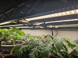 Create a DIY Herb Garden with Grow Lights in 5 Super Simple Steps - Mom  Jeans and Garden Things