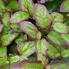 Image result for Pyrrosia stolzii