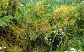 Image result for Cuscuta cassytoides
