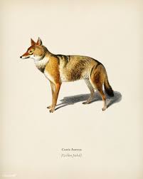 Download Premium Illustration Of Golden Jackal Canis Aureus Illustrated Em 2020