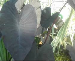 Maybe you would like to learn more about one of these? Elephant Ear Colocasia Rubra Black Magic Plants For Ponds