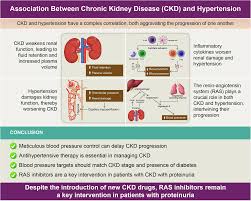 Image result for Renal Function