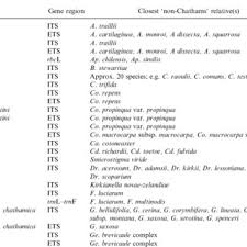Image result for Cystostemon hispidissimus