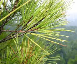 Image result for Pinus