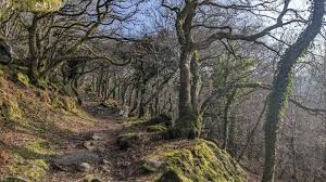 Visiting Shaugh Bridge, Dartmoor