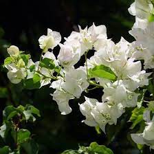 Pin On Bougainvillea