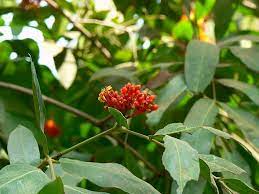 Ashoka Bark Benefits For Women Women Buddha