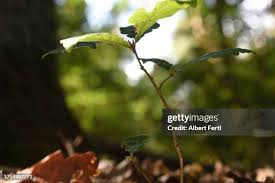 Image result for oak sapling
