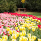Thanksgiving Point Tulip Festival 2025