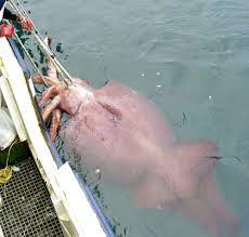 In fact, they make up a great deal of the food source for birds, a variety of fish, and even sharks when you are talking about the giant squid. Just How Big Are The Eyes Of A Giant Squid Npr