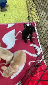 See actions taken by the people who manage and post content. Empire French Bulldogs In Texas Home Facebook