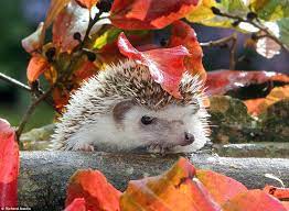 Pin On Hedgehogs