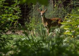 Some deer resistant annual flowers serve up leaves with a bristly texture that delivers a nasty texture to a hungry deer mouth. Deer Resistant Plants In Zone 9 Choosing Deer Resistant Plants For Zone 9 Gardens