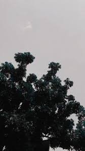 Pohon rindang sehingga m embuat teduh/ sejuk 4. Pohon Aesthetic Fotografi Alam Latar Belakang Langit