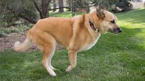 By j weatherford (marietta ga) we discovered yesterday that max has bone cancer in his left rear leg. Bone Cancer In Dogs Flint Animal Cancer Center