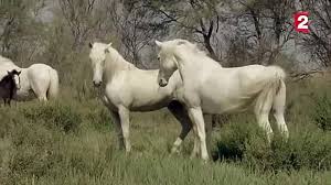 Sexe comment fait le cheval - ZAPPING SAUVAGE