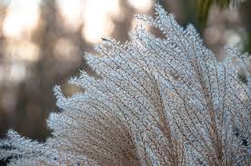 Image result for Miscanthus junceus