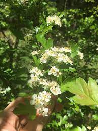 We did not find results for: Washington State Noxious Weed Control Board
