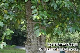 Image result for Gnetum africanum