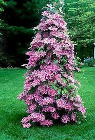 How to plant josephine clematis. Clematis Josephine Plants Clematis Plants Clematis Flower