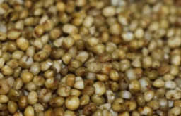 Image result for Urochloa platyrrhachis