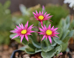 Image result for Arctotis hybrids