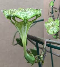 Image result for Ceropegia plocamoides