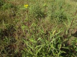 Image result for Guizotia scabra