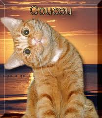 animaux-humour-chat-coucou-big | Image chat drole, Photo chat drole, Chat  humour