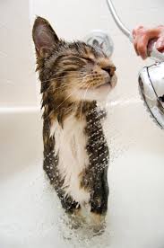 But sometimes they may require a bit you'll get nowhere and your pet will just become increasingly irritated and aggressive. Simple Cat Bathing Tips Washing Your Cat Without Getting Clawed To Death Pethelpful By Fellow Animal Lovers And Experts