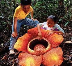 Check spelling or type a new query. Ciri Ciri Bunga Rafflesia Arnoldii Bibitbunga Com
