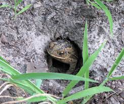 Check spelling or type a new query. The Skin Of A Toad Four String Farm