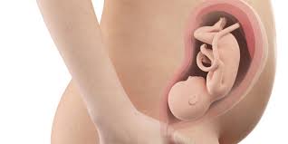 Sviluppo fetale in gravidanza a 33 settimane. Gravidanza Settimana Per Settimana Il Calendario Gravidanzaonline