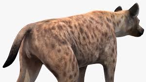 Hyena Walking Pose 3D-modell $149 - .3ds .blend .fbx .max .ma .lxo .obj -  Free3D