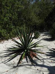 Image result for Agave sisalana