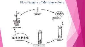 Introduction To Virus Free Plant Tissue Culture