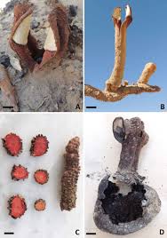 Image result for Hydnoraceae